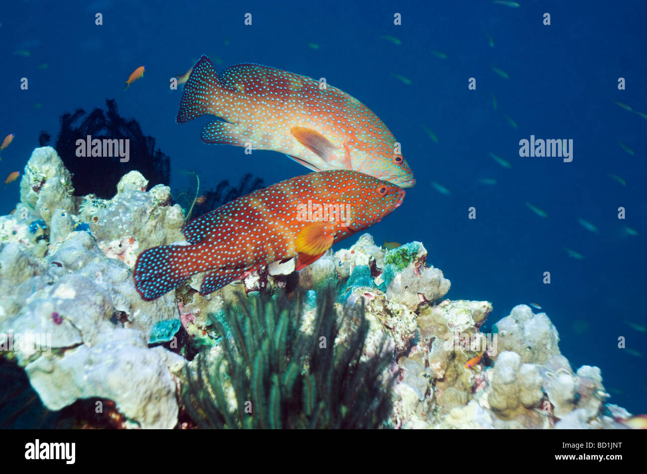Korallen Hinterbeine Cephalopholis Miniata männlich und weiblich in späten Nachmittag Gruß Ritual Andaman Sea-Thailand Stockfoto