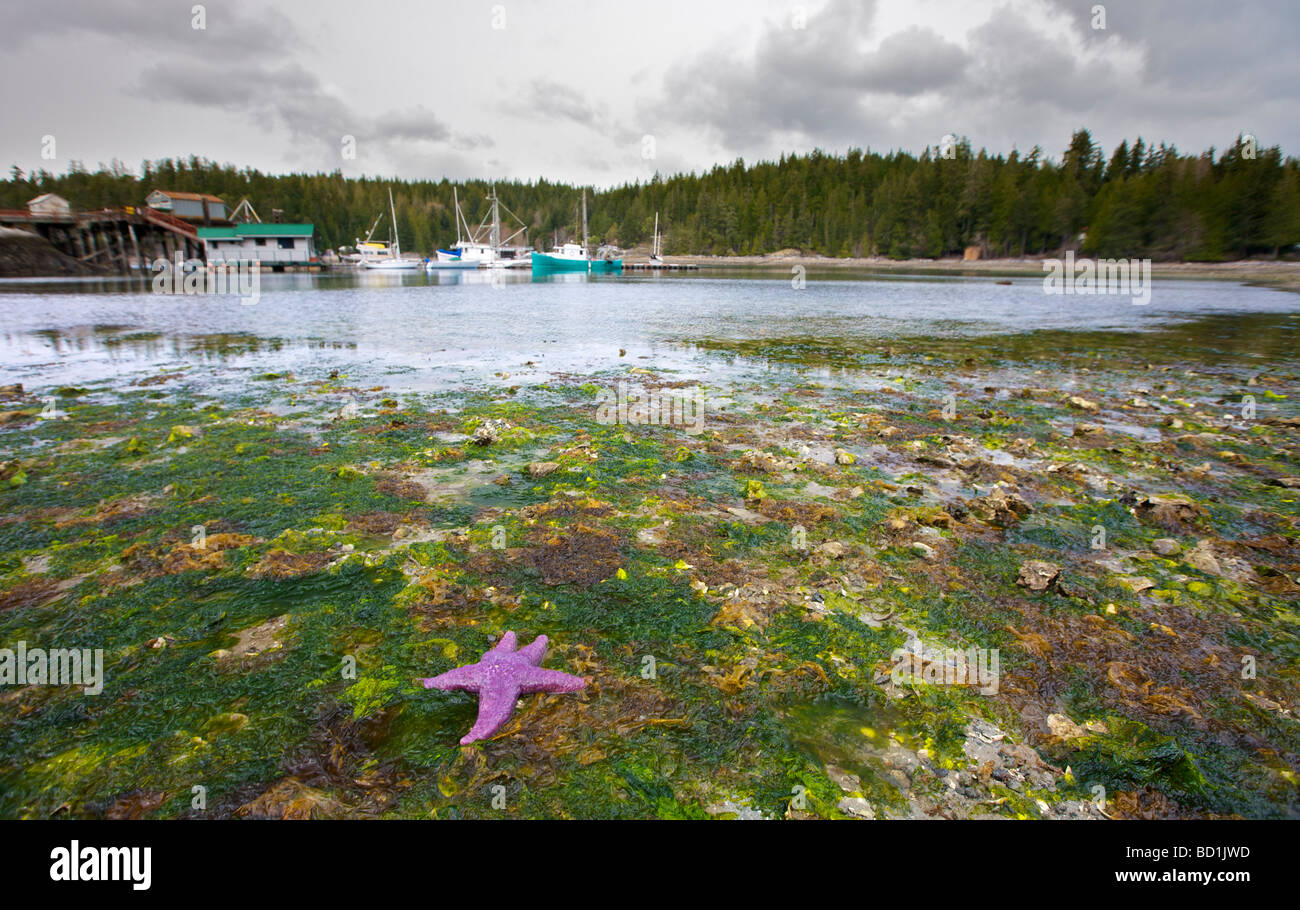 Whaletown Gezeitenzone auf Cortes Island Stockfoto