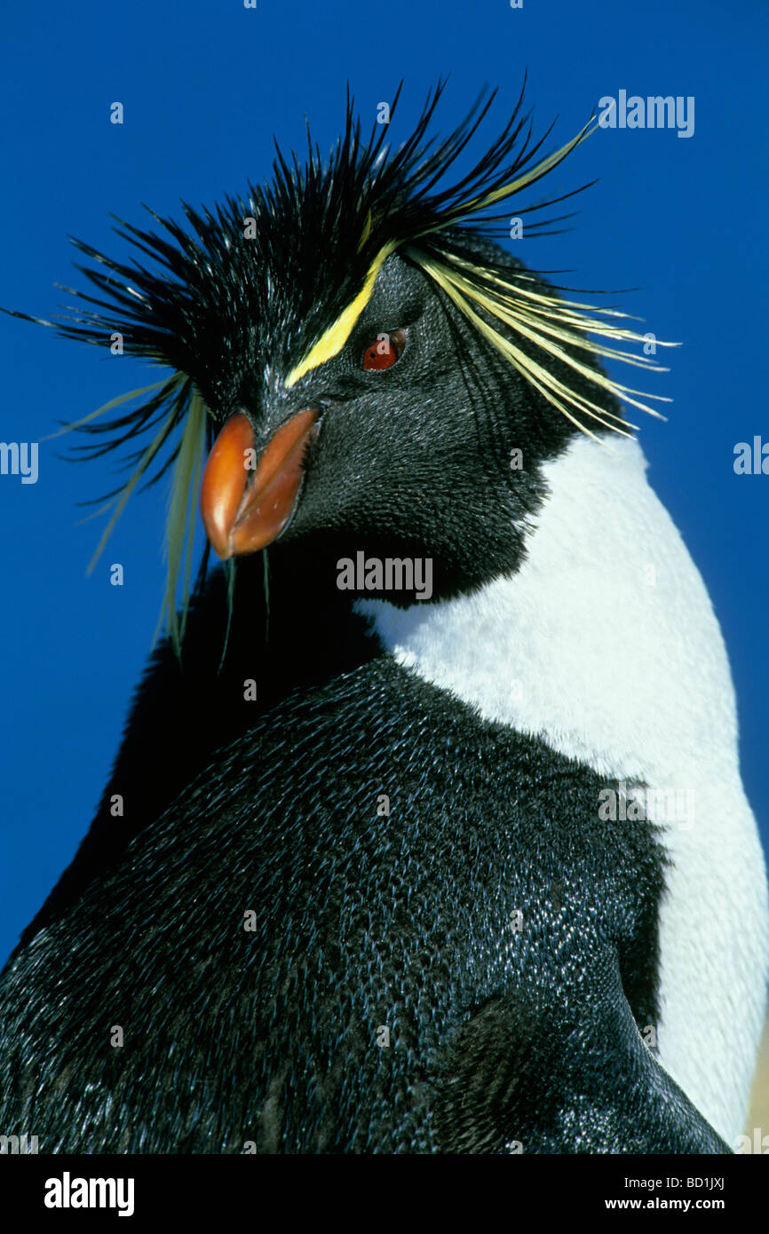 Felsenpinguin (Eudyptes Chrysocome) Porträt, Falkland-Inseln Stockfoto