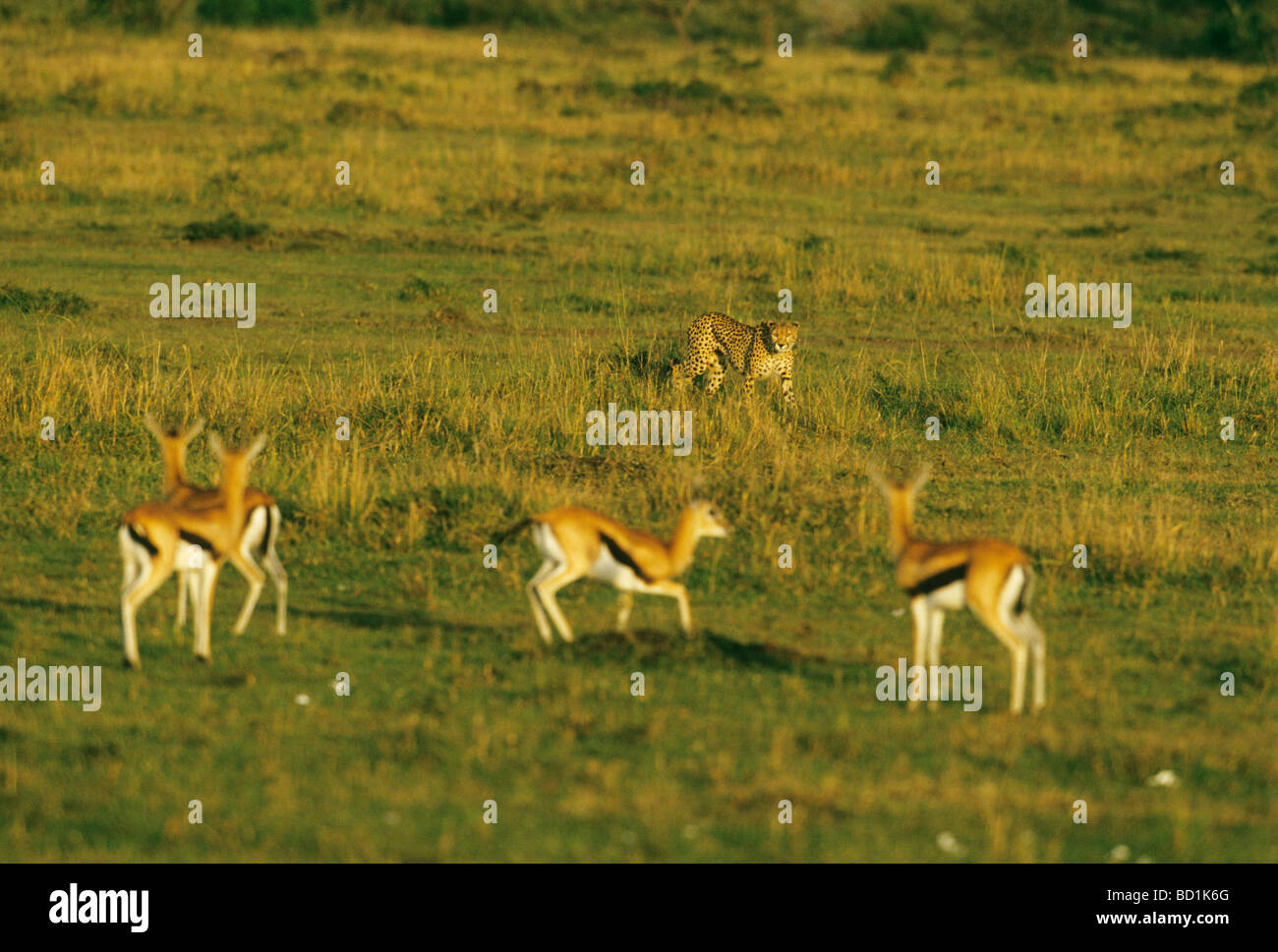 Gepard (Acinonyx Jubatus) Jagd Thomson Gazellen, Masai Mara Reserve, Kenia Stockfoto