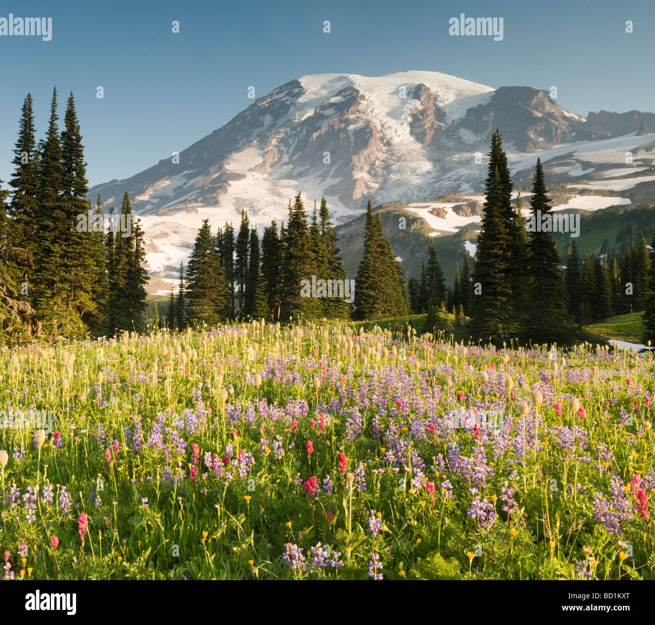 Sommer Wildblumen, Paradies Wiesen, Mount Rainier Nationalpark, Washington Juli Stockfoto
