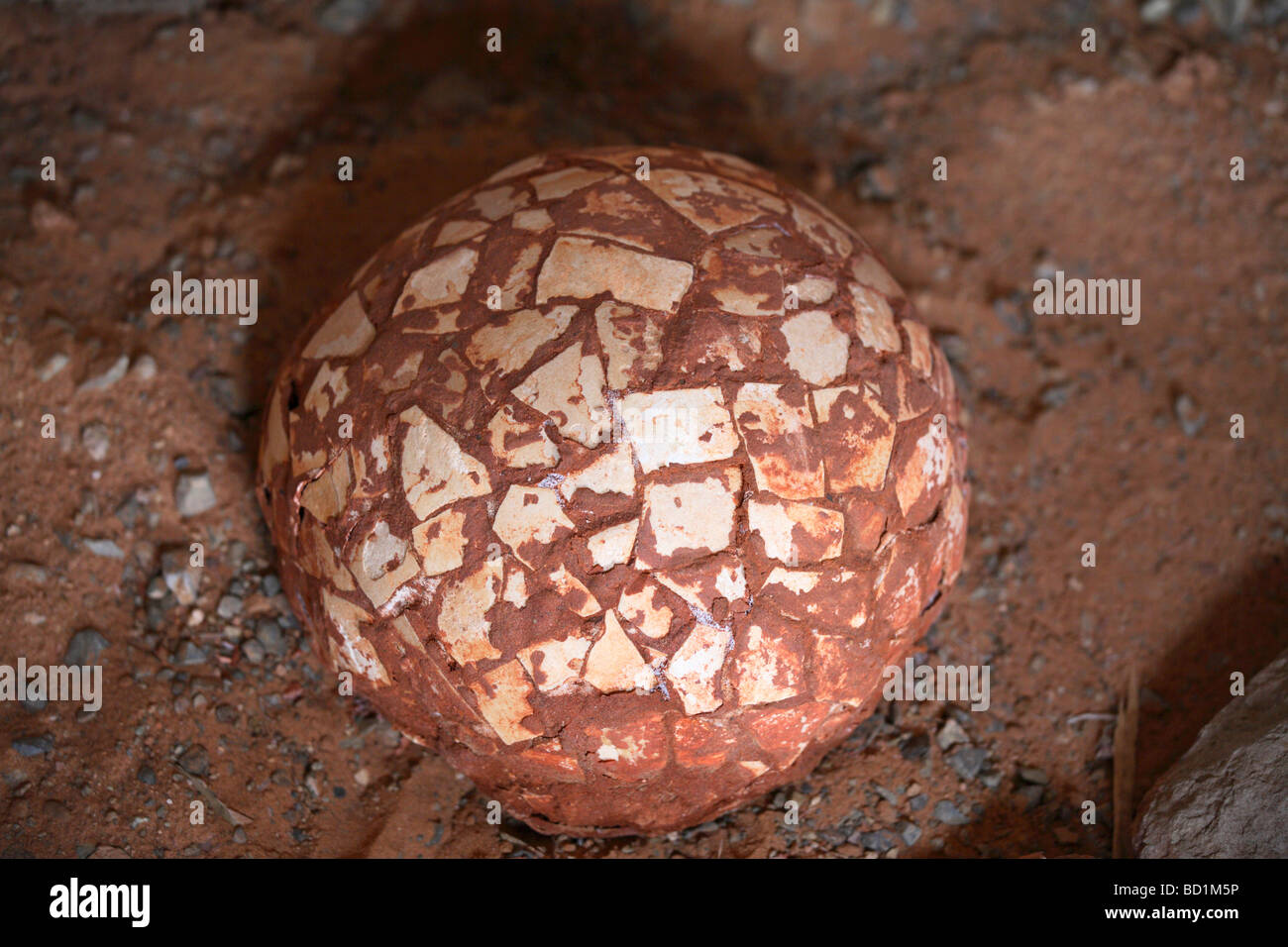 Fossil des Dinosaurier-Ei gefunden in der Gobi-Wüste, Mongolei Stockfoto
