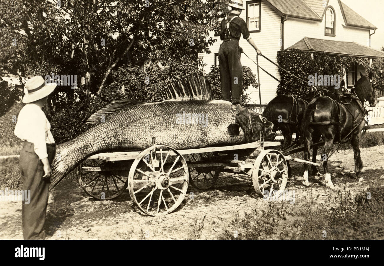 Pferd gezeichneten Wagen schleppen riesige übertriebene Fisch Stockfoto