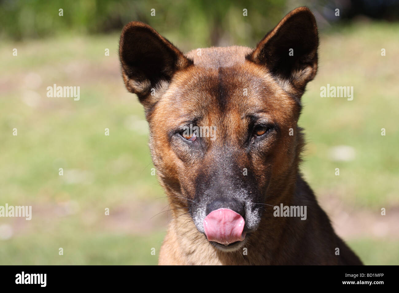 Dingo leckt seine Nase Stockfoto