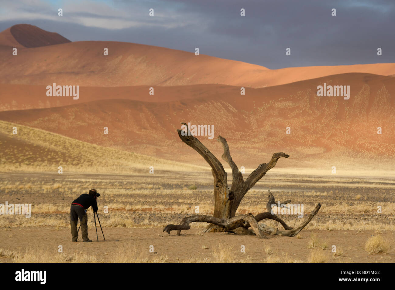 Sonnenaufgang in den Dünen von Sossusvlei in der Wüste Namib Namibia Afrika Stockfoto