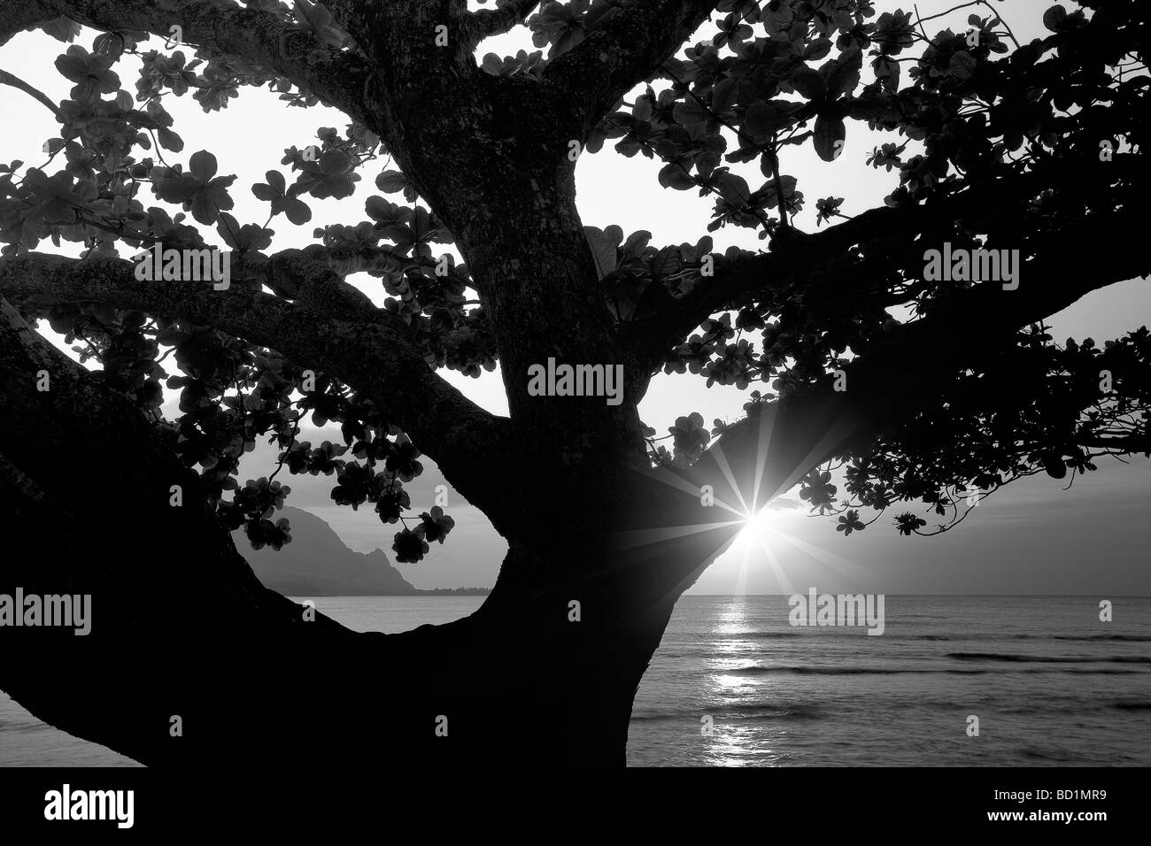 Sonnenuntergang in Hanalei Bay mit Mangroven-Baum Kauai Hawaii Stockfoto
