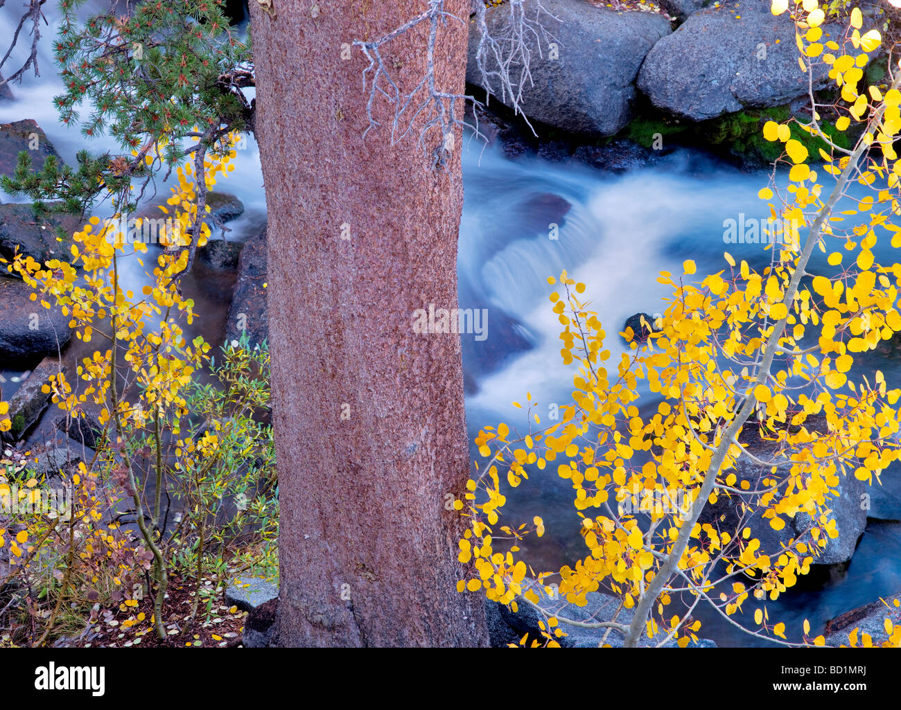 South Fork Bischof Bach mit Herbst farbige Espen Inyo National Forest östlichen Sierras Kalifornien Stockfoto