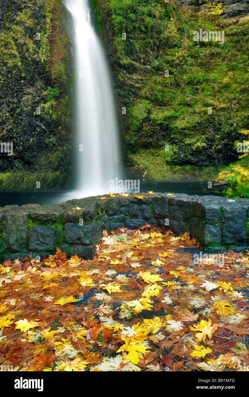 Schachtelhalm fällt und Felsenpfad mit farbigen Ahorn Herbst Blätter Columbia River Gorge National Scenics Area Oregon Stockfoto