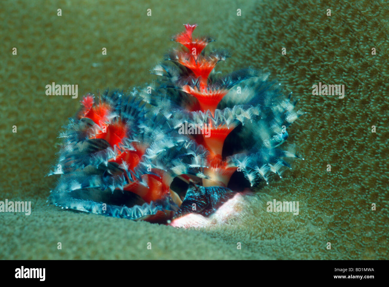 Weihnachtsbaum Würmer Spirobranchus Giganteus Bunaken North Sulawesi Indonesien Stockfoto