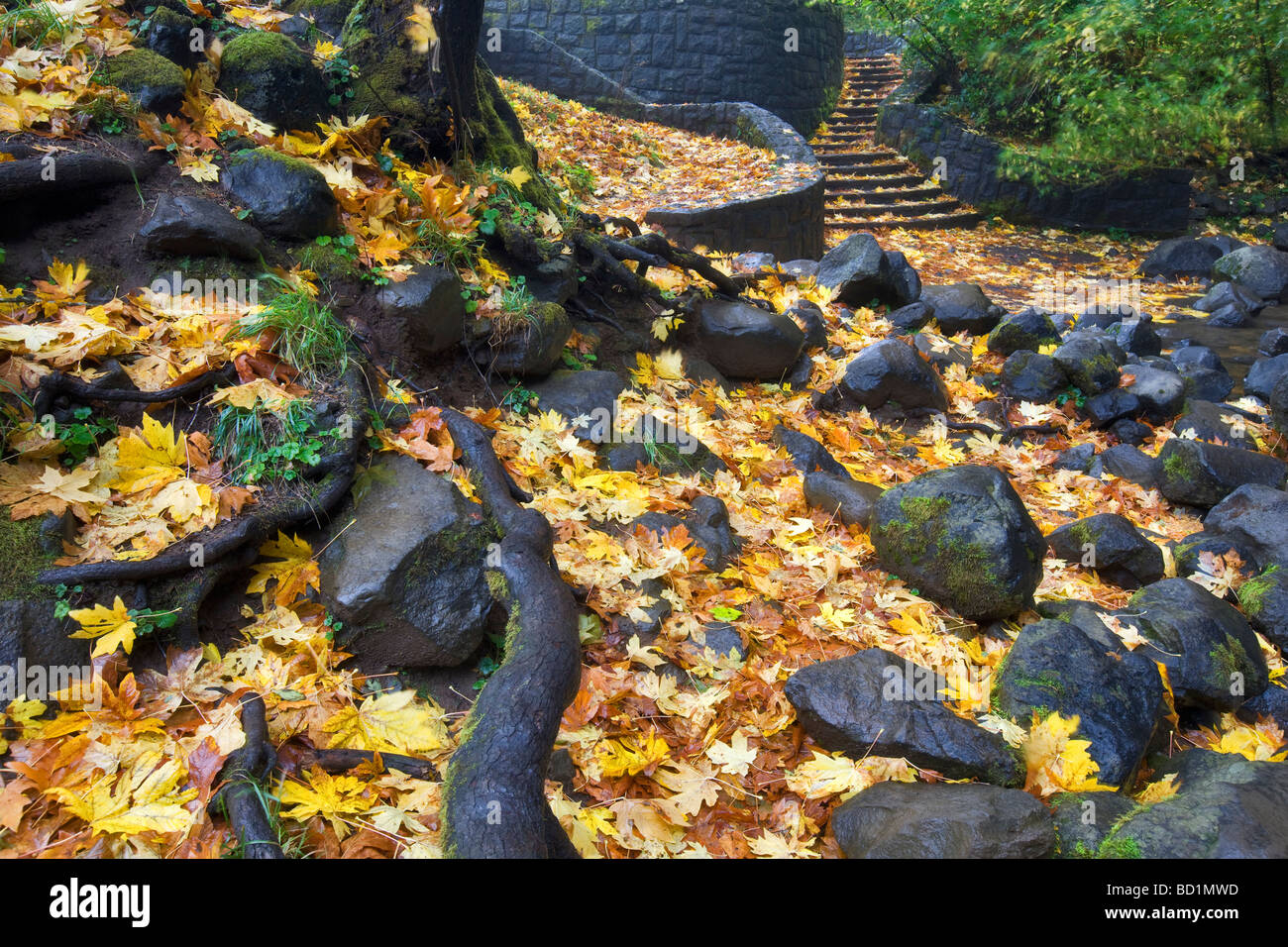 Felsenweg an Schachtelhalm fällt mit farbigen Ahorn Herbst Blätter Columbia River Gorge National Scenics Area Oregon Stockfoto