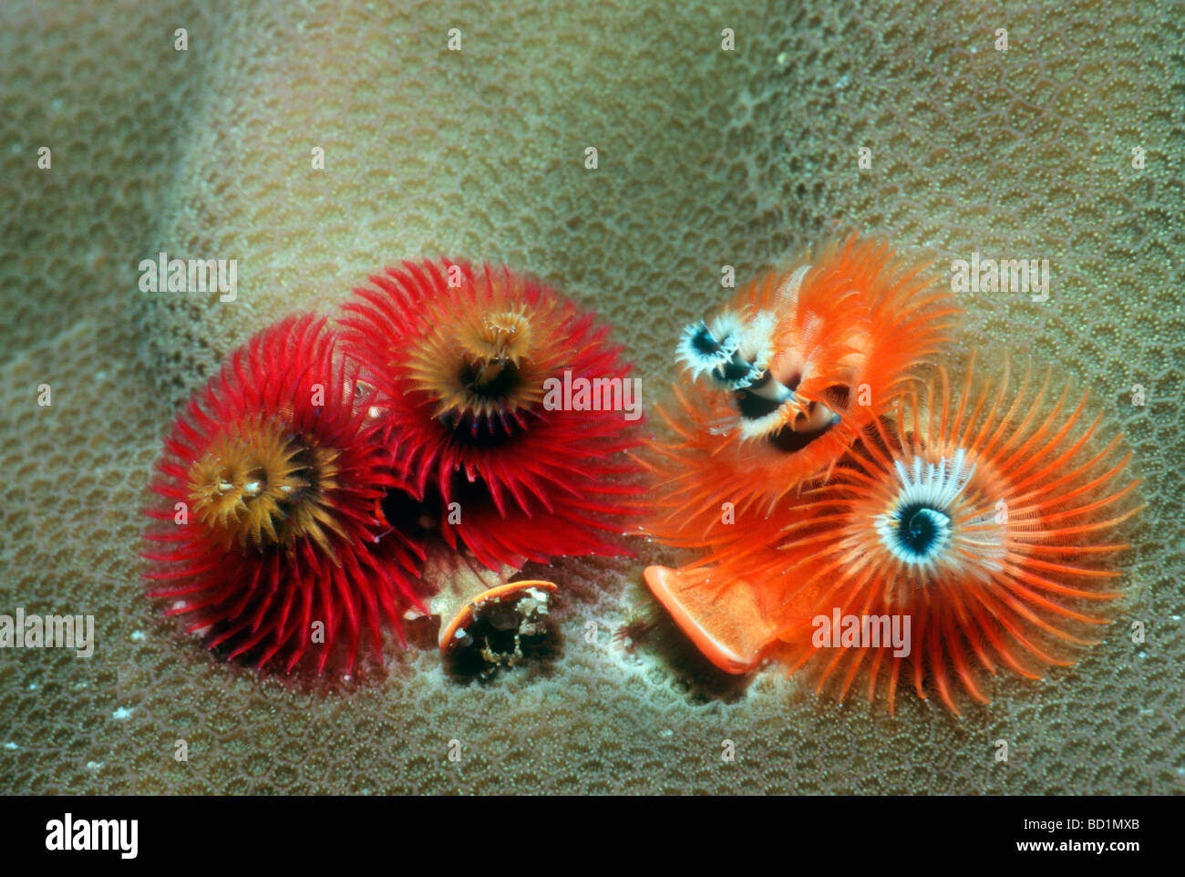 Weihnachtsbaum Würmer Spirobranchus Giganteus Bunaken North Sulawesi Indonesien Stockfoto