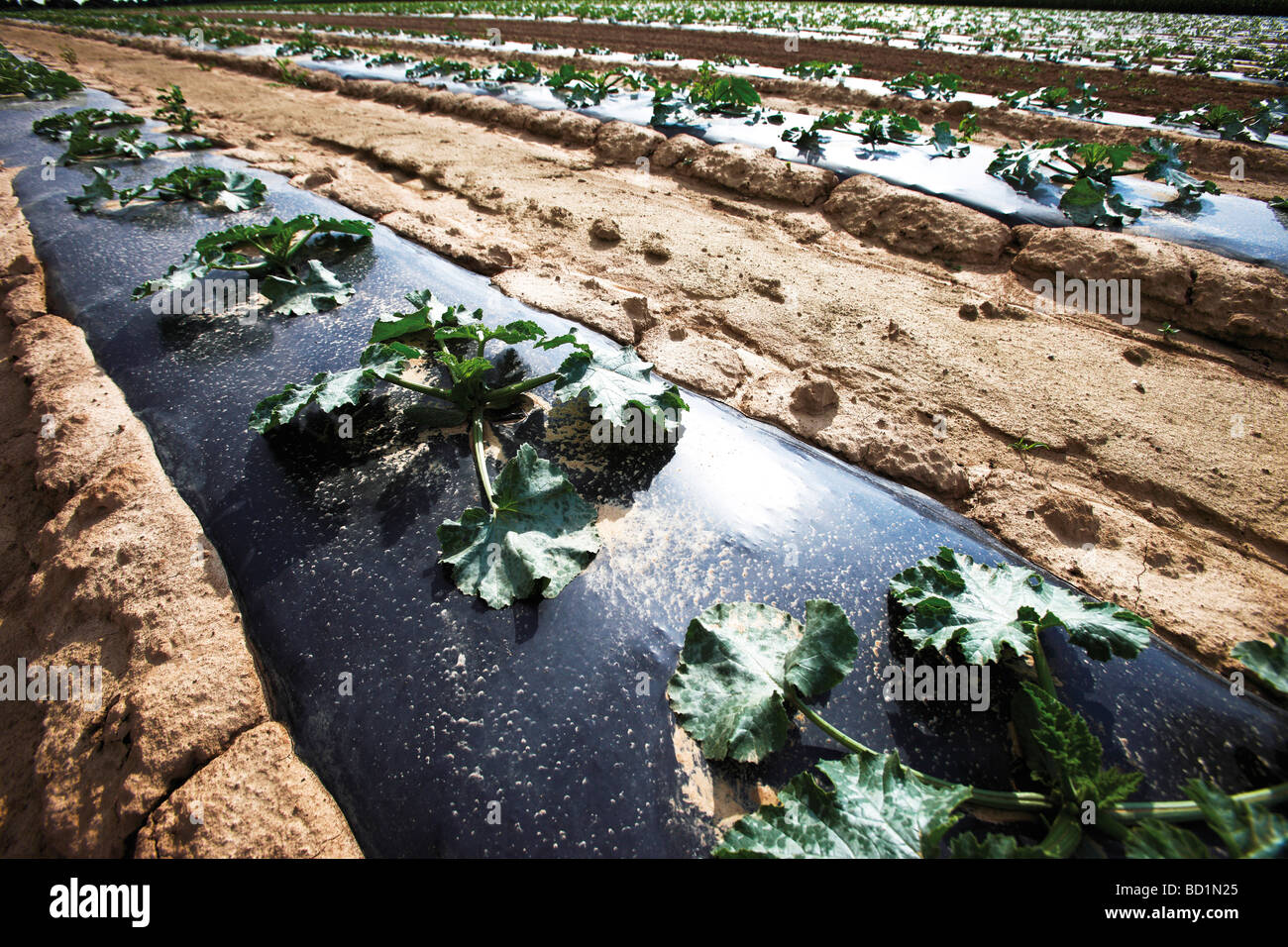 Zucchini Anbau unter schwarzen MulchFolie Stockfotografie Alamy