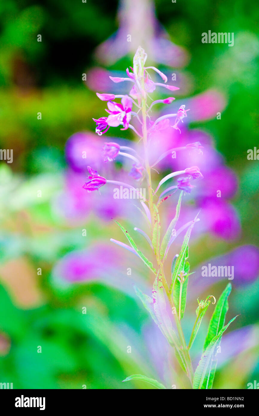 Rosebay Weidenröschen, Weidenröschen, Epilobium Anustifolium als lebendige bunte Bild, abstrakte Blume Stockfoto