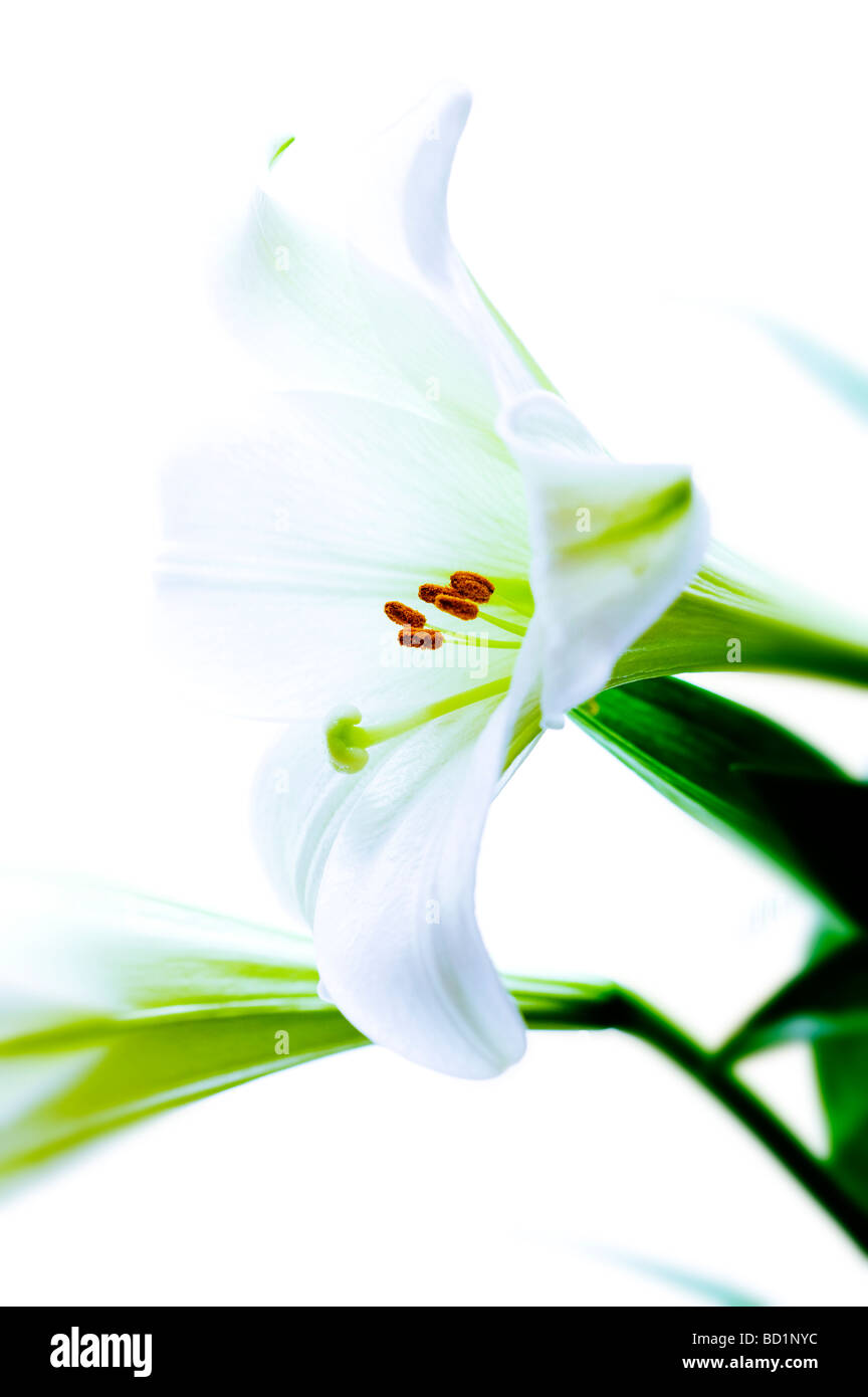Abstrakte Blumen Ostern Lilly aufgeteilt getönten bunt bunt Stockfoto