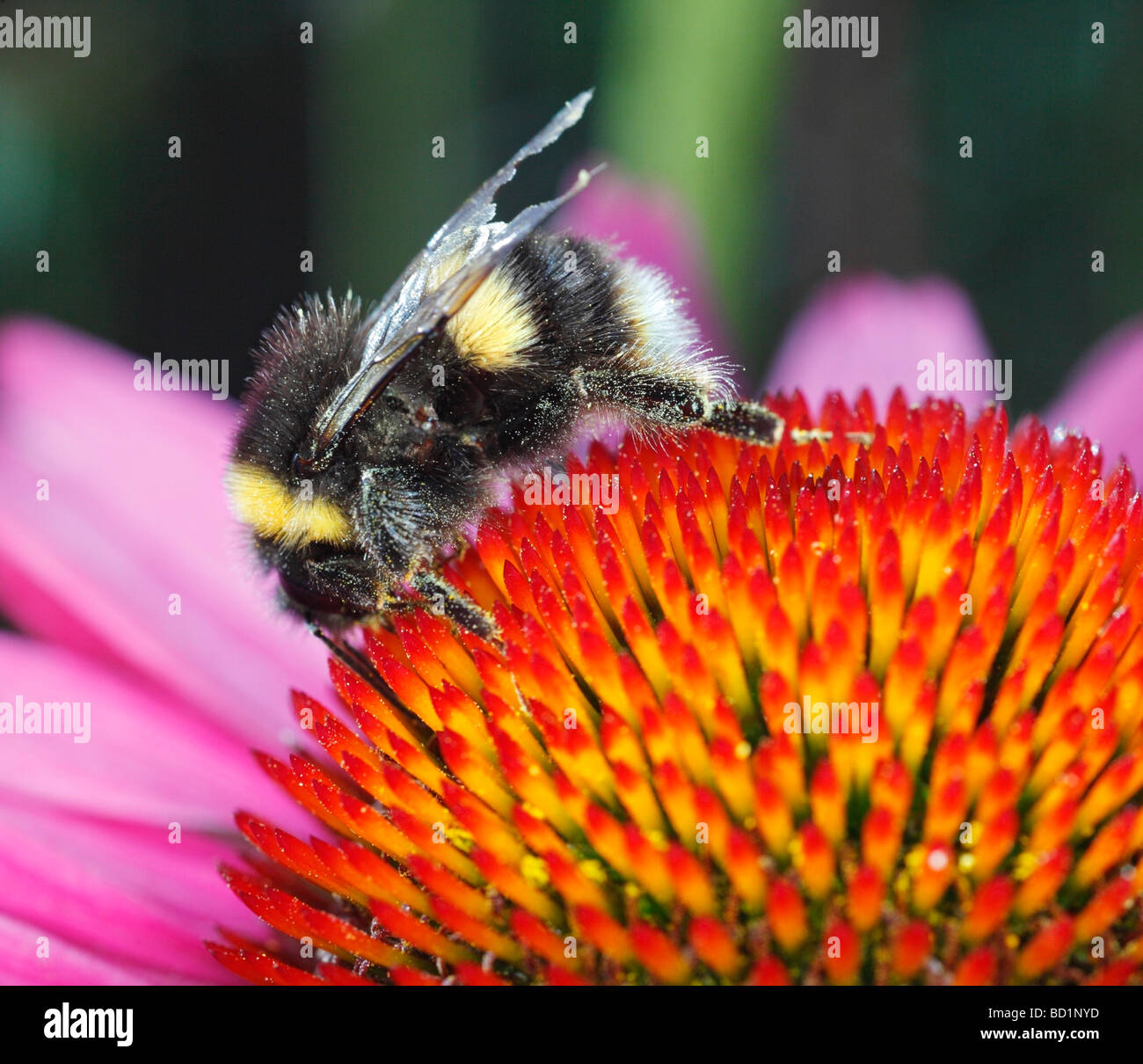 Bumble Bee. Stockfoto
