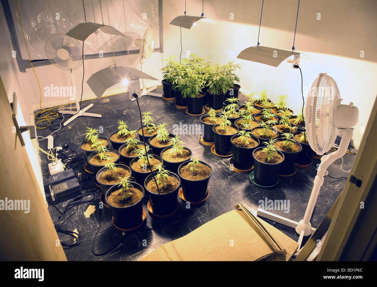 Eine Cannabis-Farm in As-Dur, North East England. Stockfoto