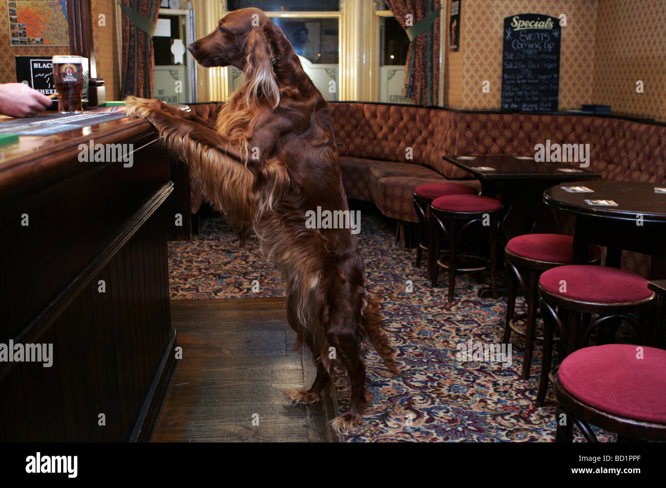 Ein Red Setter Hund steht an der Bar in einer Kneipe. Stockfoto