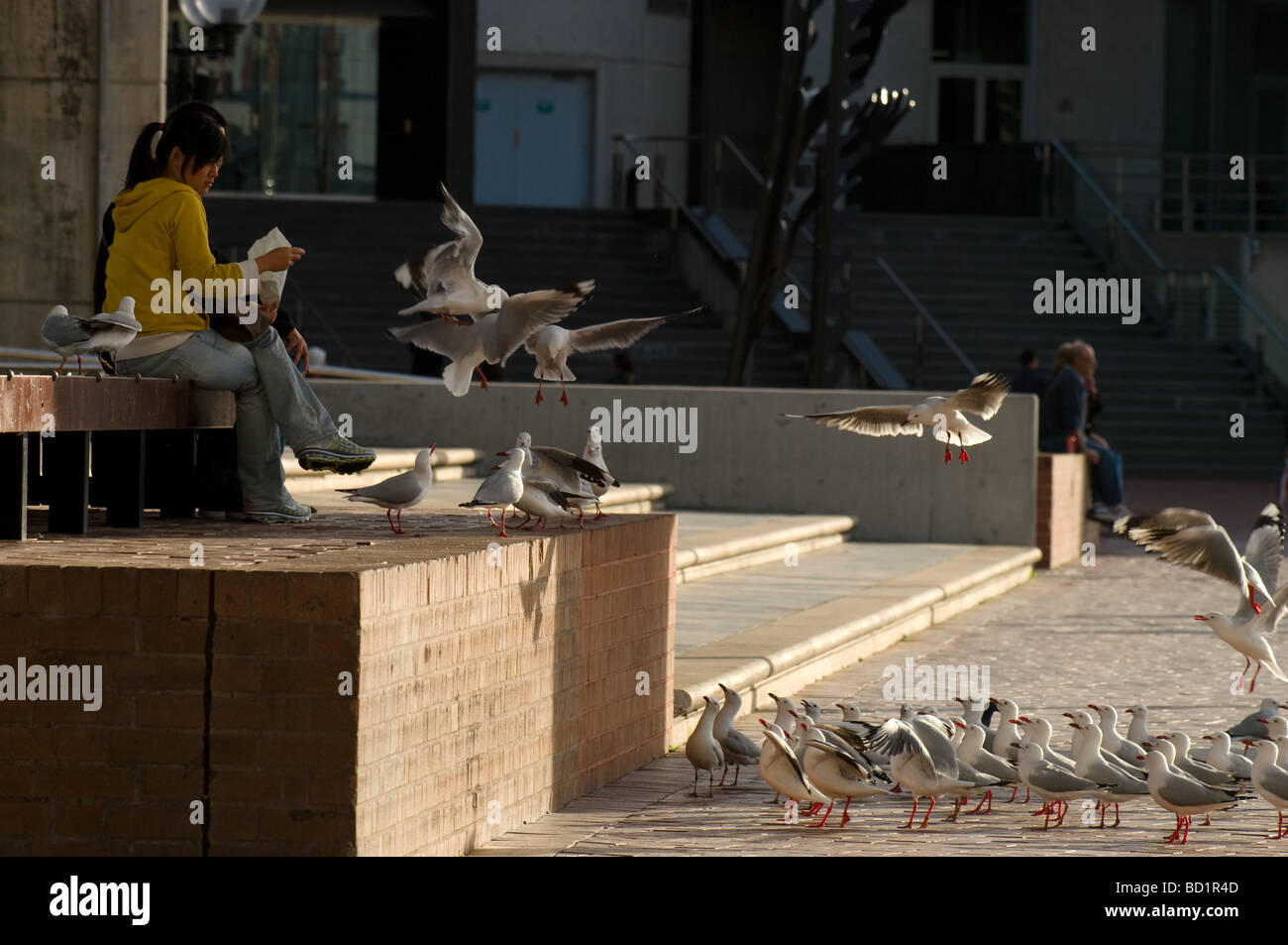 Fütterung von Seagull Stockfoto