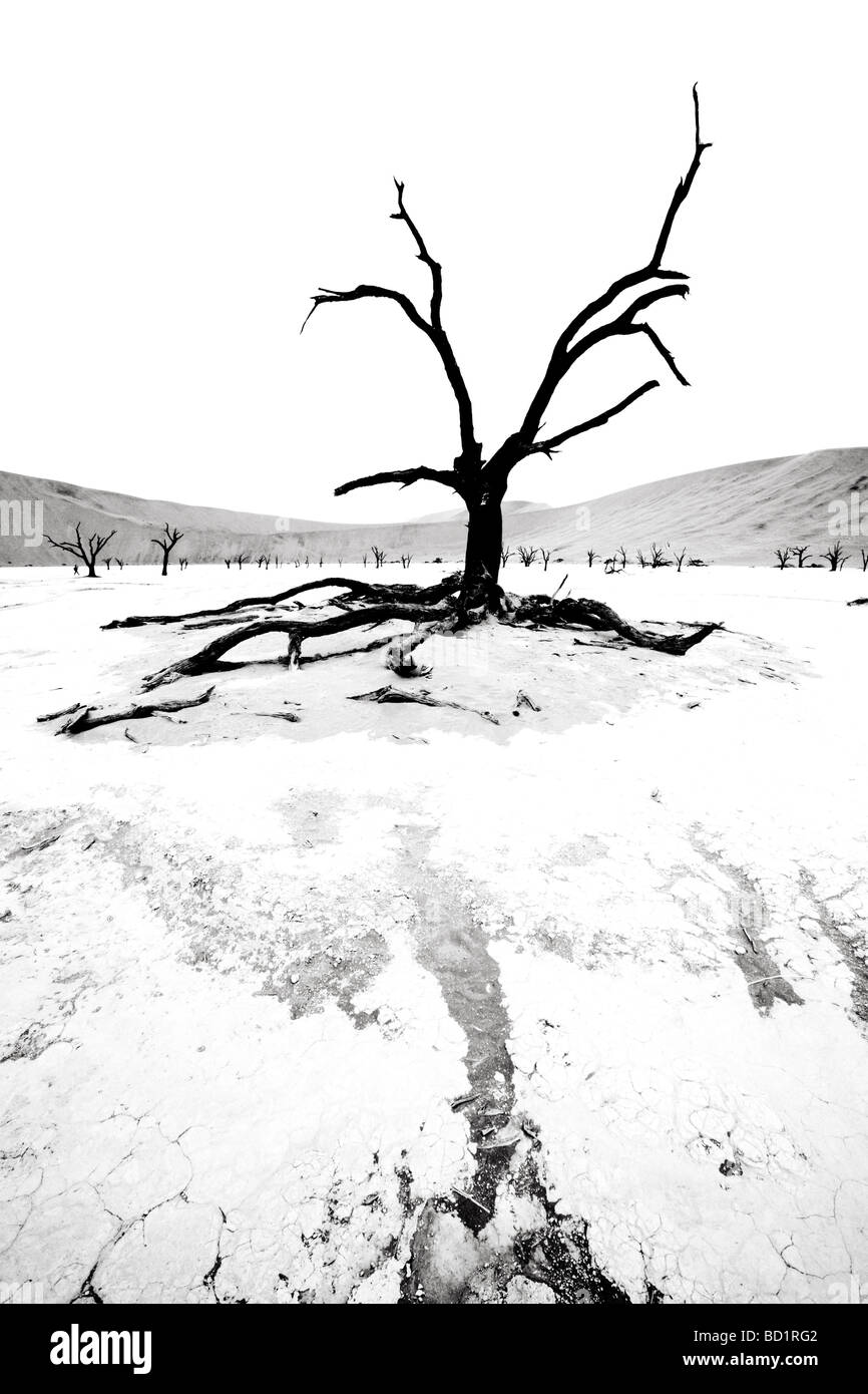 Tote Bäume von Deadvlei in der Nähe von Sossusvlei im Namib Dersert Namibia Stockfoto
