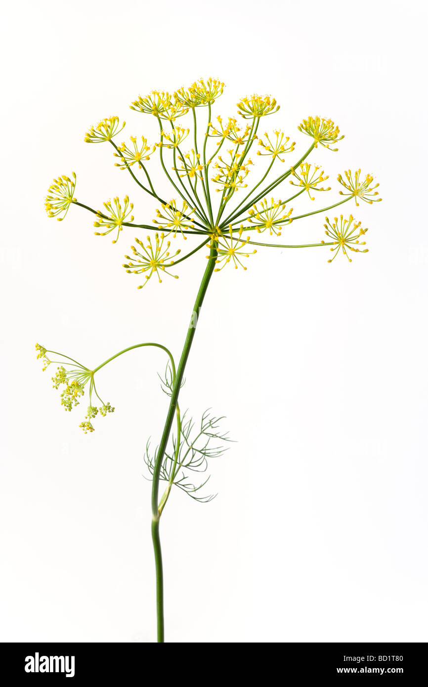 Blühende Dill Anethum graveolens Stockfoto