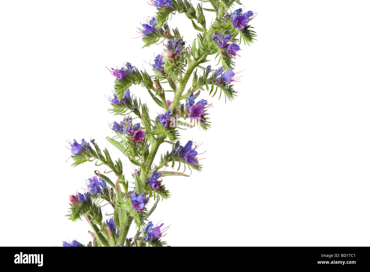 Echium Vulgare Viper Bugloss Blume Stockfoto