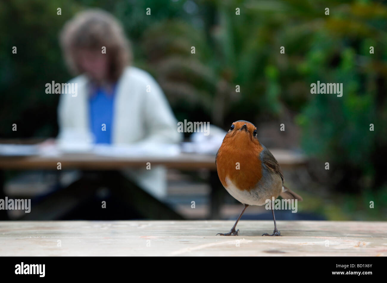 Robin Erithacus Rubecula im Gartencafé am Trebah cornwall Stockfoto