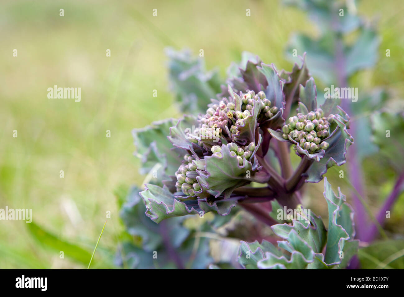Meerkohl Crambe Maritima cornwall Stockfoto