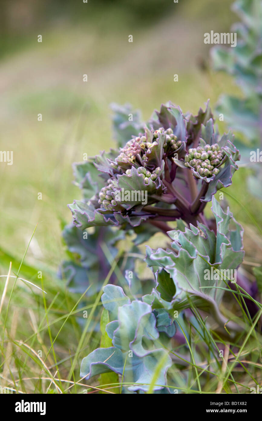 Meerkohl Crambe Maritima cornwall Stockfoto