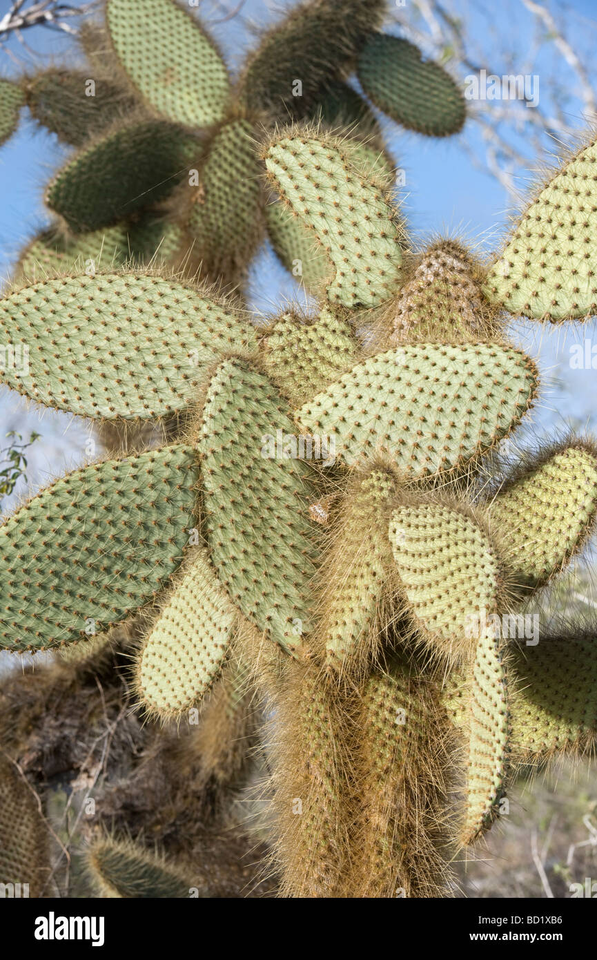 Riesige Feigenkaktus (Opuntia Echios var. Gigantea) Dragon Hill Cerro Dragon Santa Cruz Galapagos Ecuador Pazifischen Ozean Stockfoto