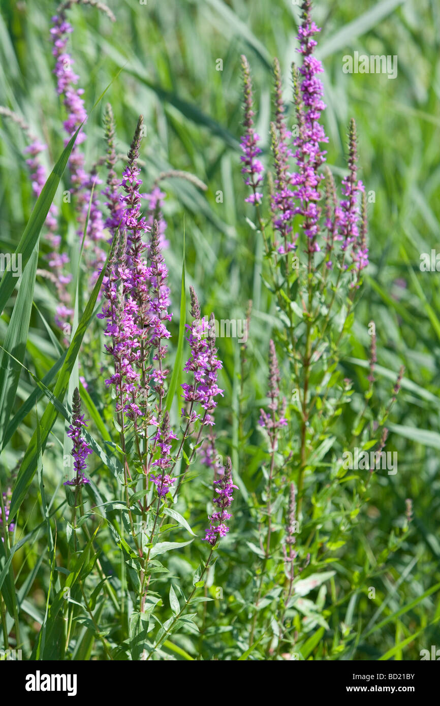 Lythrum Salicaria Blutweiderich Stockfoto