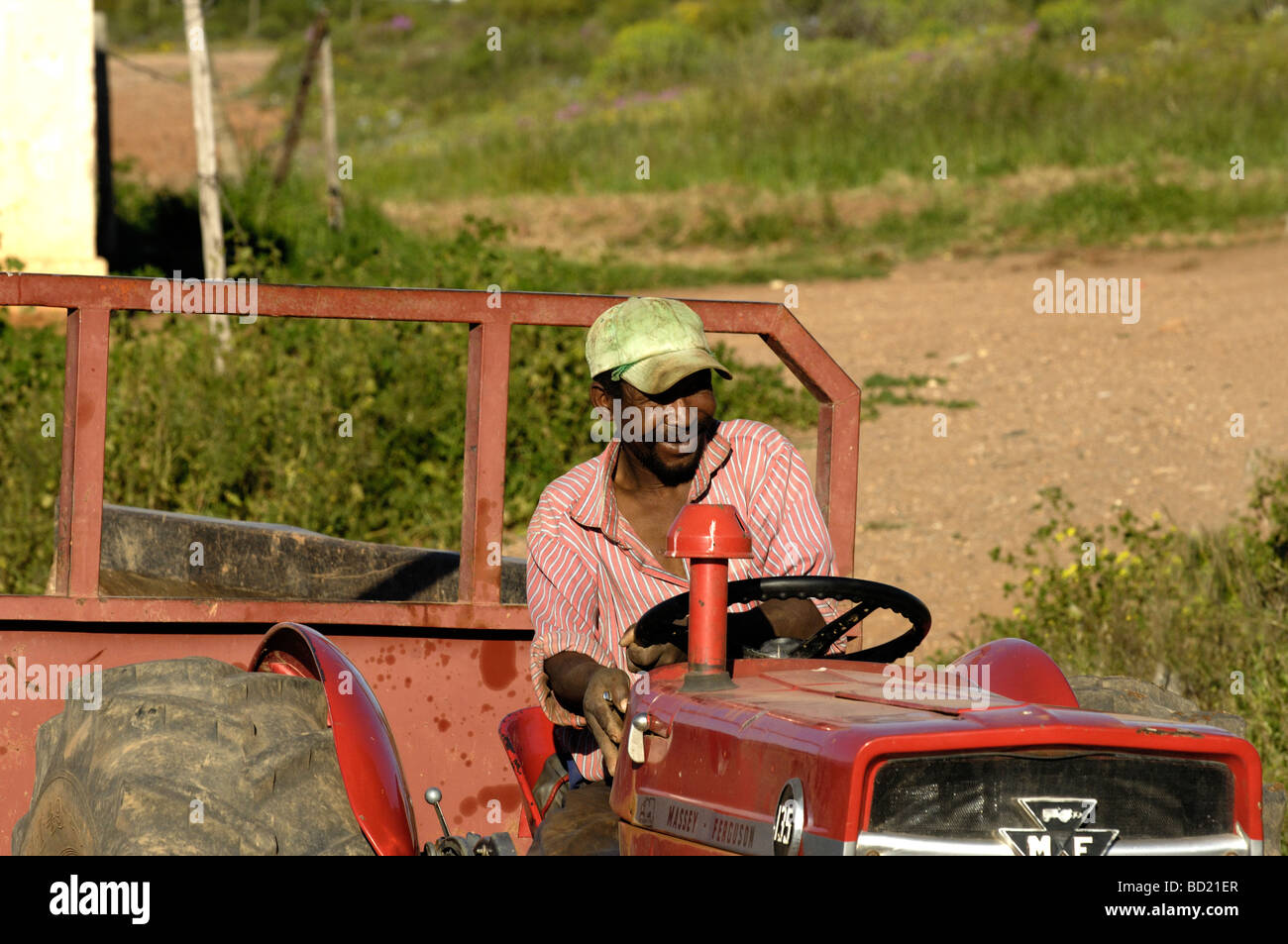 Lokale schwarze Landarbeiter, Traktor, Overberg Region Western Cape, Südafrika, Afrika fahren. Stockfoto