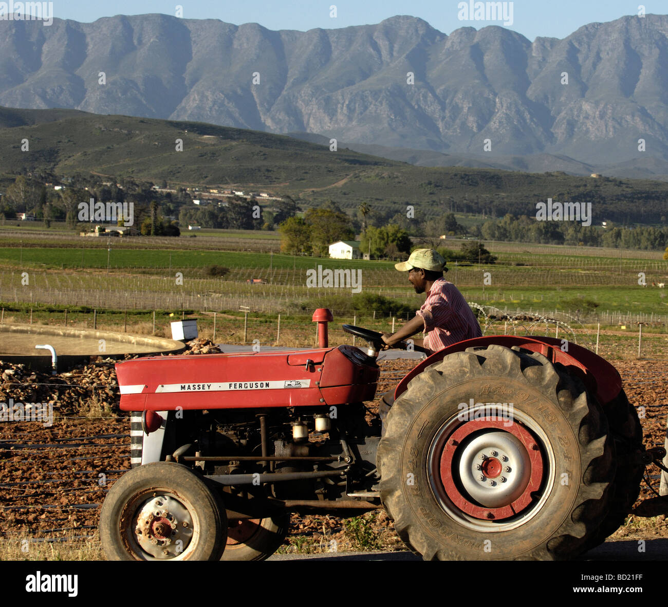 Lokale schwarze Landarbeiter, Traktor, Overberg Region Western Cape, Südafrika, Afrika fahren. Stockfoto