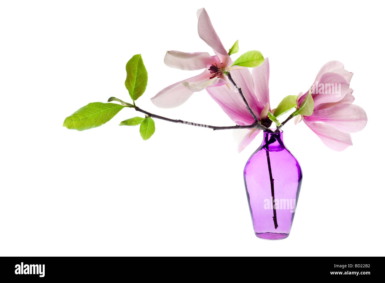 Jane Magnolienblüten in einer lila Vase mit rosa und weißen Blüten Stockfoto