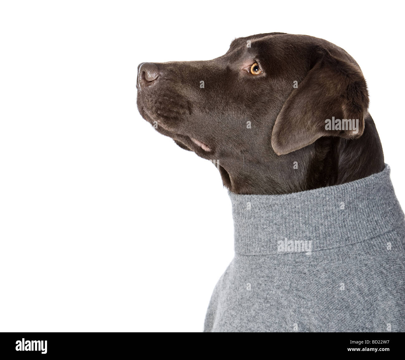 Schuss einen coolen Labrador in grau Rollen Hals Jumper Stockfoto
