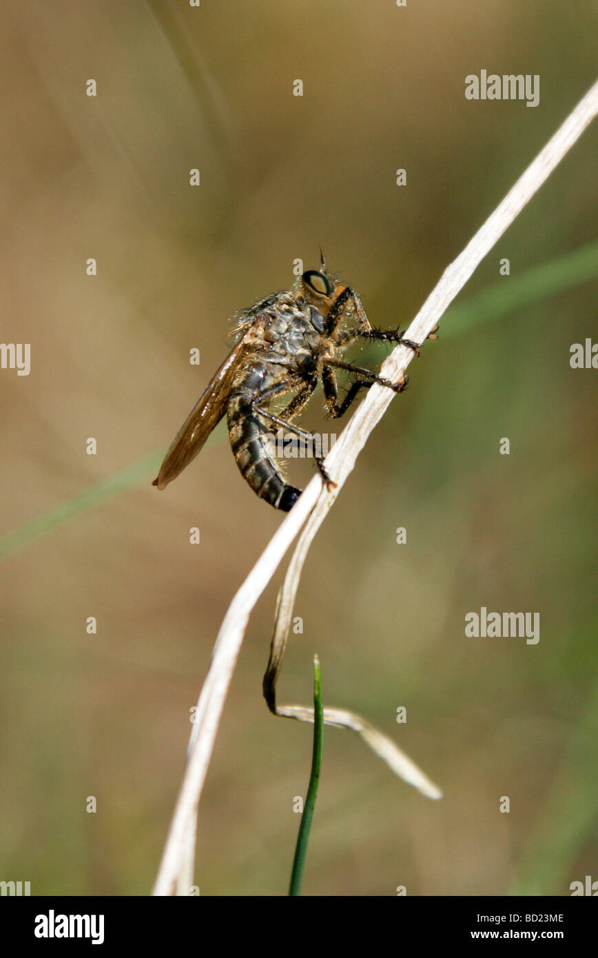 Gewöhnliche Awl-Robberfly, Neoitamus cyanurus Syn. Asilus cyanurus, Asilae, Asiliae, Diptera. GROSSBRITANNIEN Stockfoto