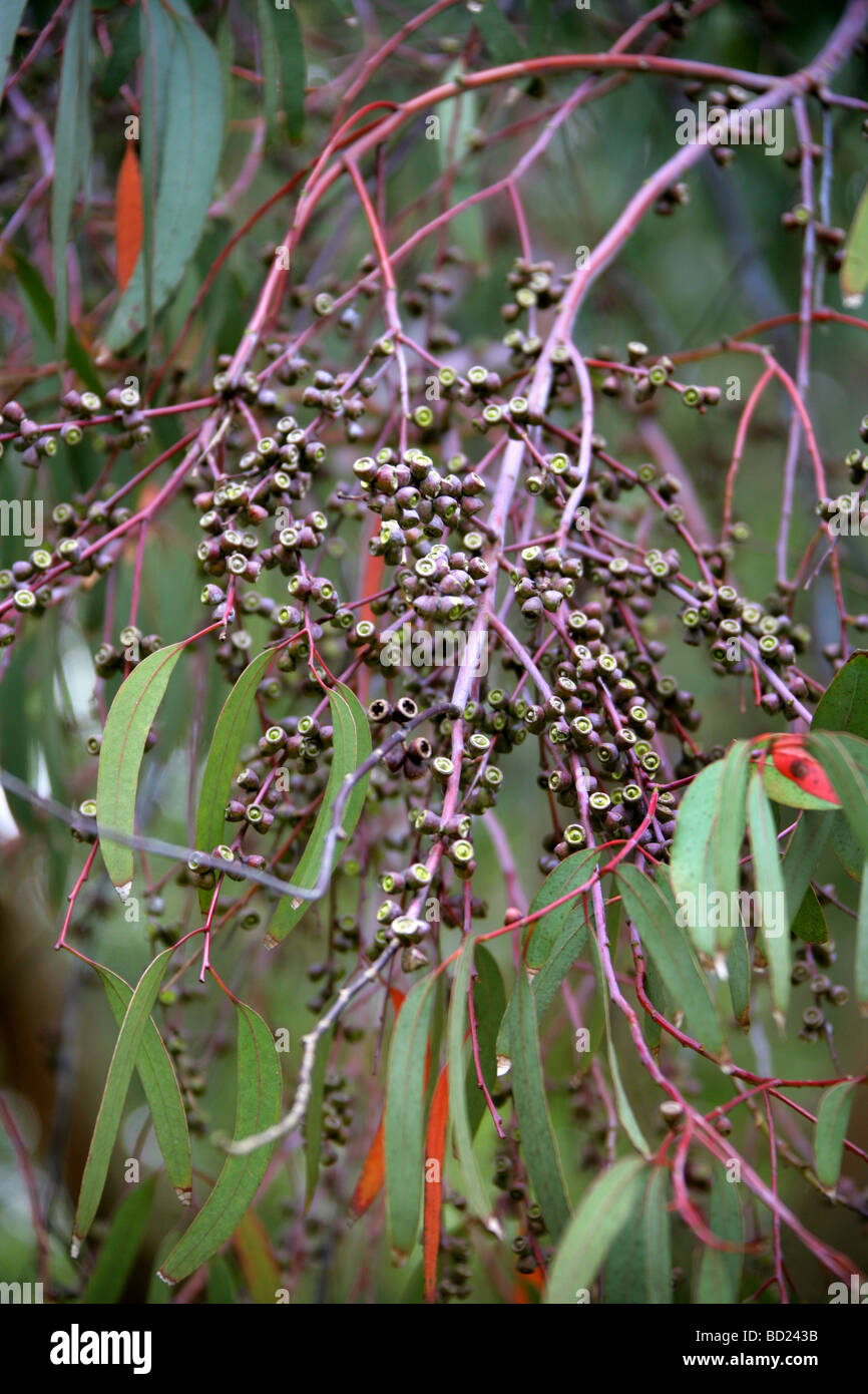 Spinnerei Gum Tree, Eukalyptus Perriniana, Myrtaceae, Victoria, Australien Stockfoto