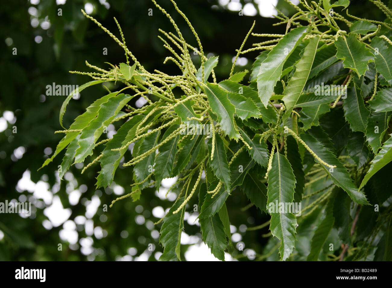 Sweet Chestnut Tree Blumen, Castanea Sativa, Fagaceae, UK, Europa Stockfoto