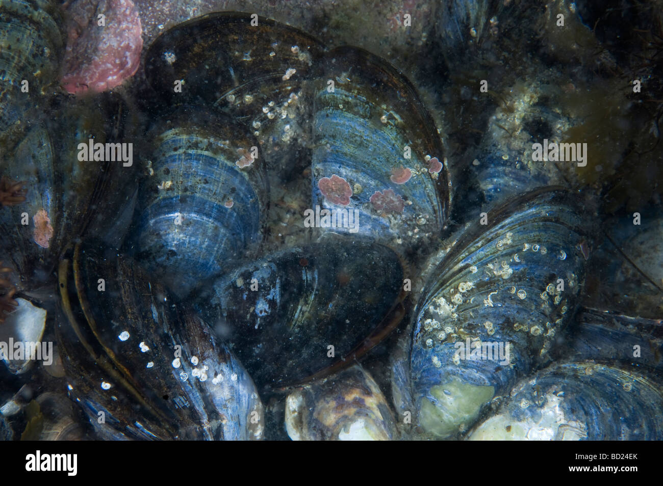 Gemeinsamen Miesmuscheln (Mytilus Edulis) Unterwasser, Schweden Stockfoto