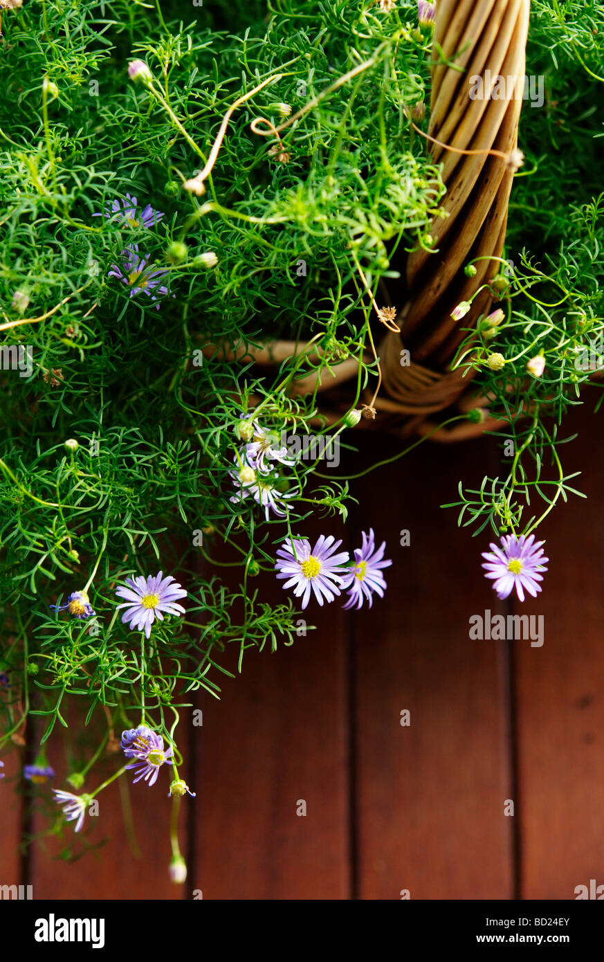 Brachyscome Iberidifolia (Swan River Daisy) wächst in Korb Stockfoto