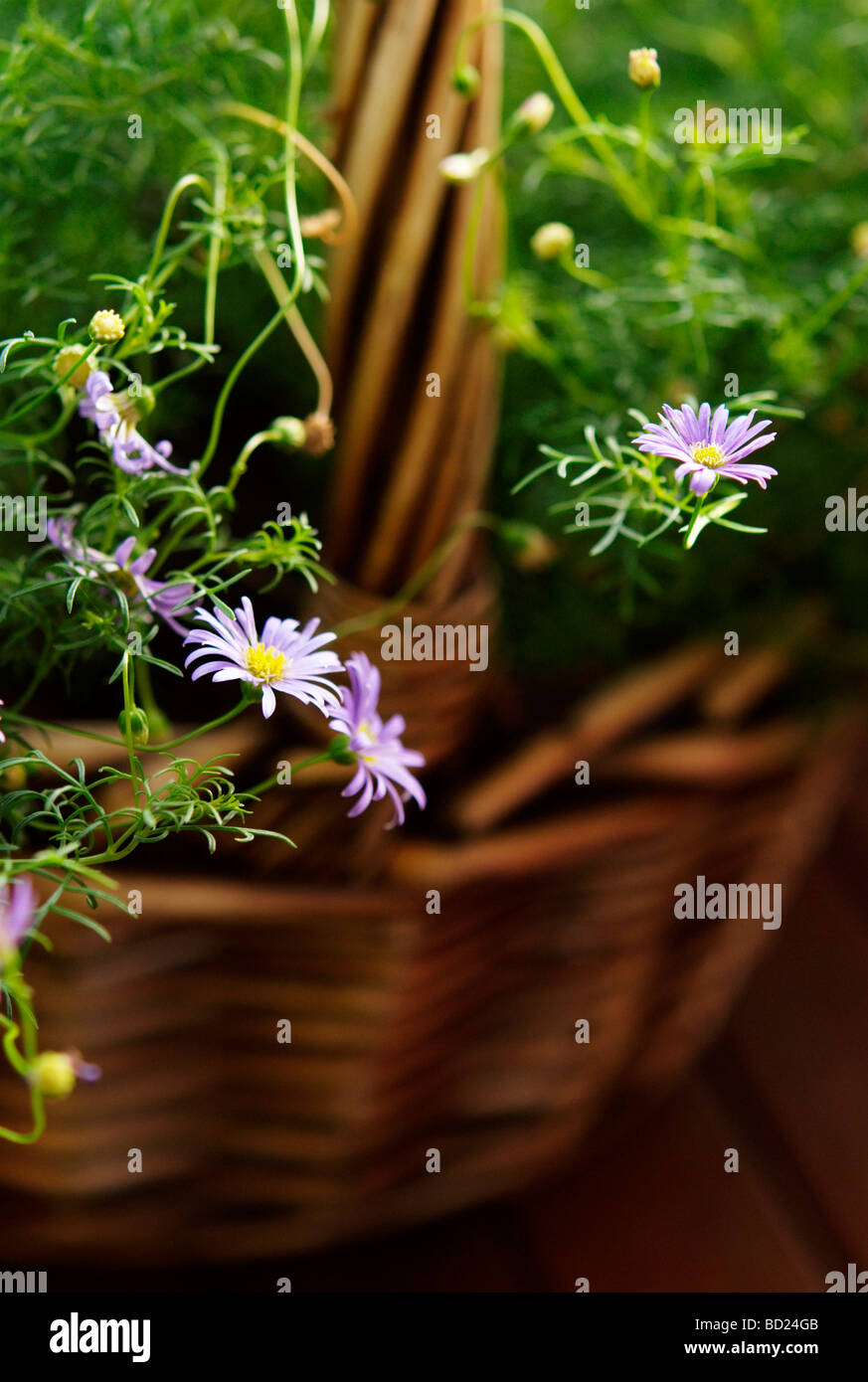 Brachyscome Iberidifolia (Swan River Daisy) wächst in Korb Stockfoto