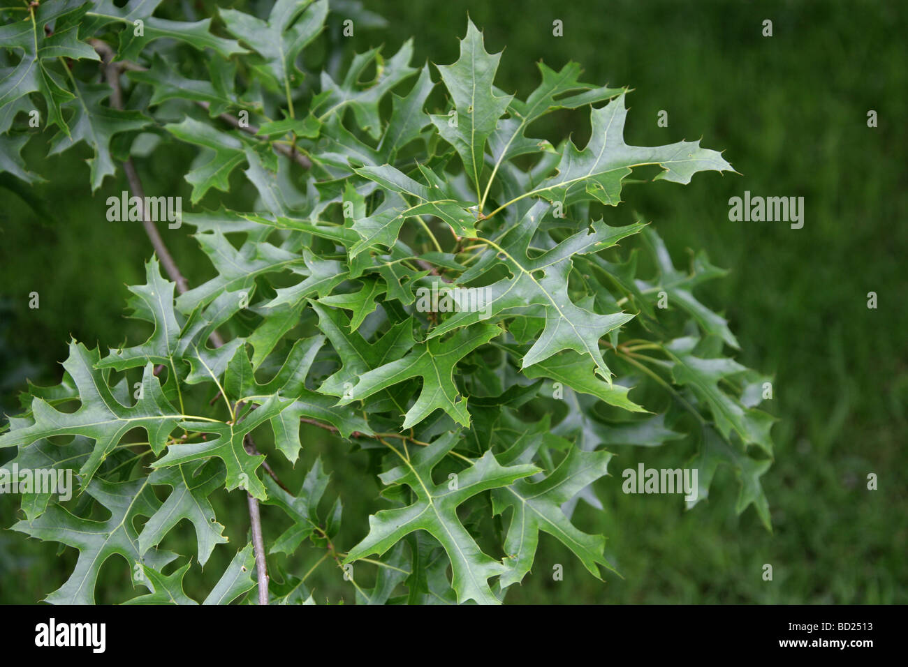 PIN-Eiche oder Sumpf spanische Eiche Baum Blätter, Quercus Palustris, Fagaceae, Lobatae Nordosten der USA, Nordamerika Stockfoto