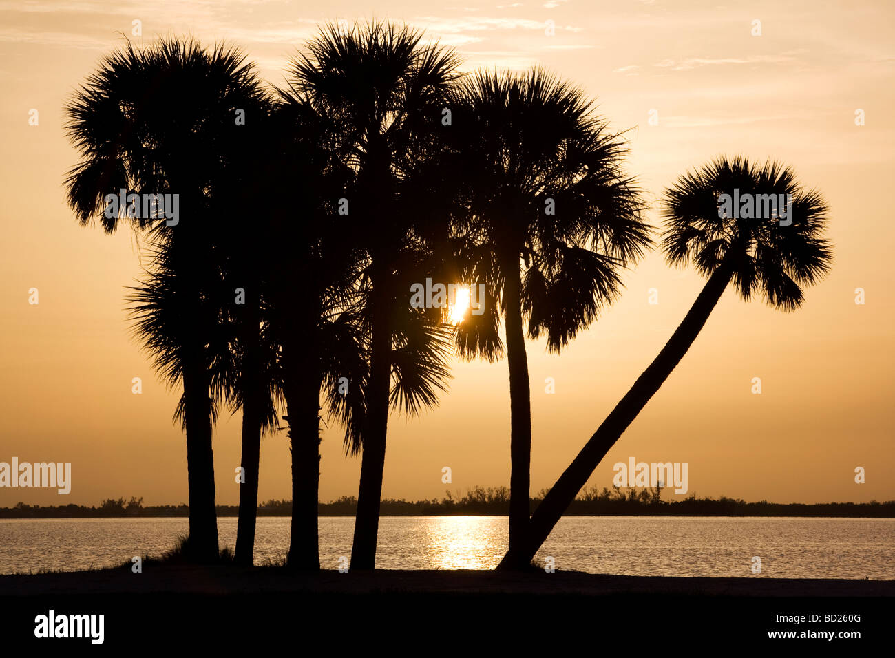 Palmen im Sonnenuntergang - Insel Sanibel Causeway - Sanibel Island, Florida Stockfoto
