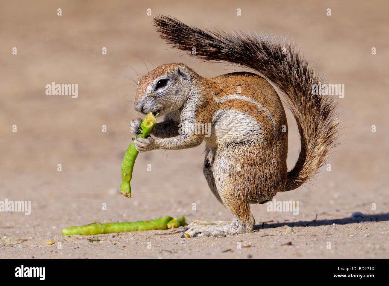 Fütterung Borstenhörnchen (Xerus Inaurus), Kgalagadi Transfrontier Park, Südafrika Stockfoto