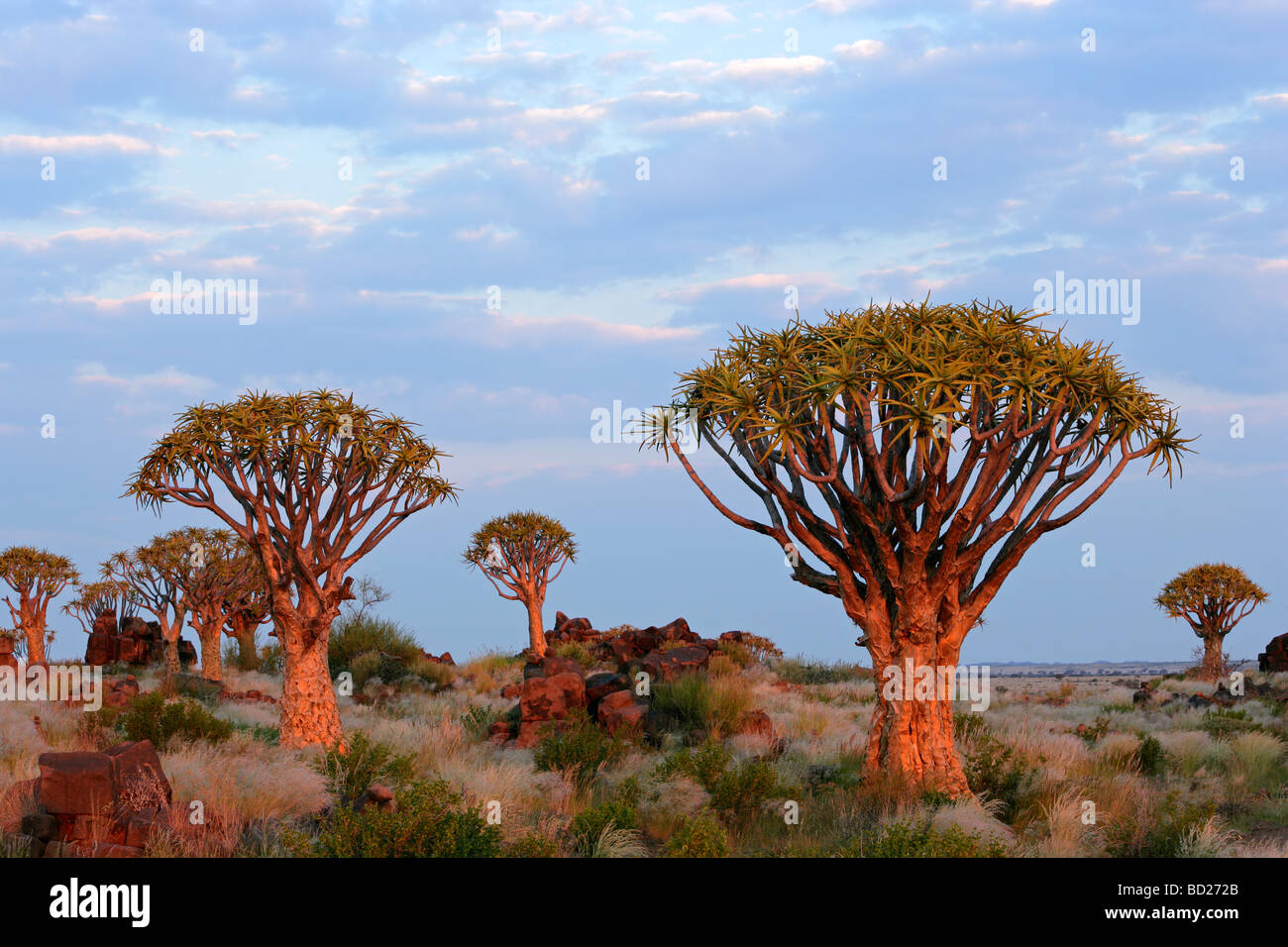 Wüstenlandschaft mit Granitfelsen und Köcher Bäume (Aloe Dichotoma), Namibia, Südliches Afrika Stockfoto