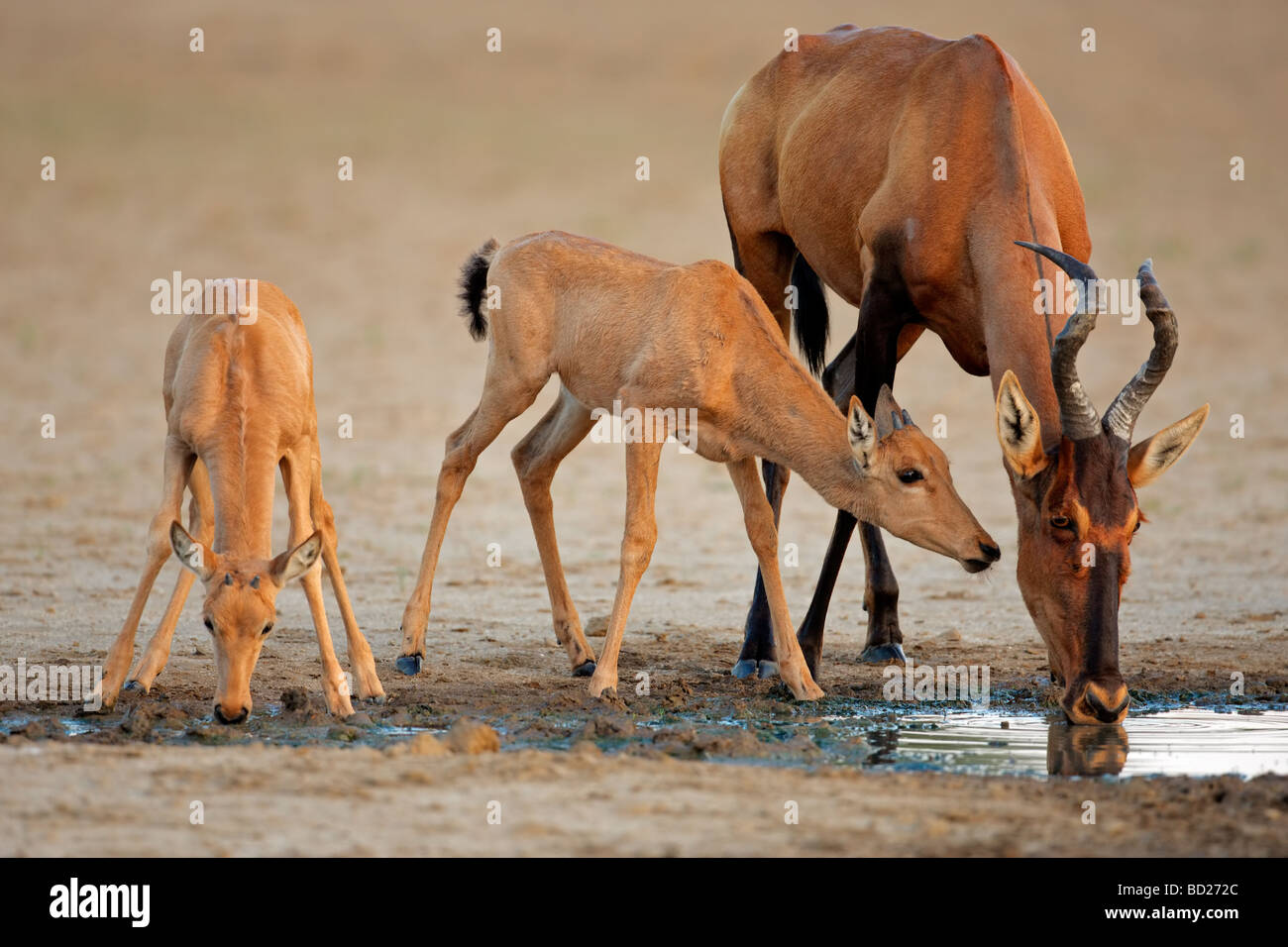 Kuhantilopen Antilope (Alcelaphus Buselaphus) mit jungen Kälbern, Kgalagadi Transfrontier Park, Südafrika Stockfoto