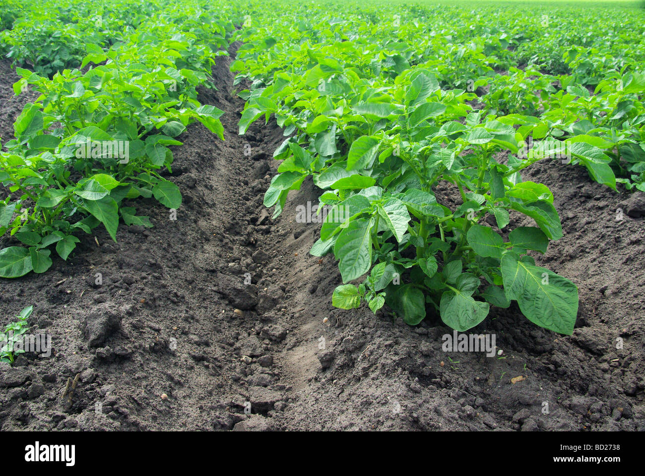 Kartoffelpflanze Kartoffelpflanze 10 Stockfotografie Alamy