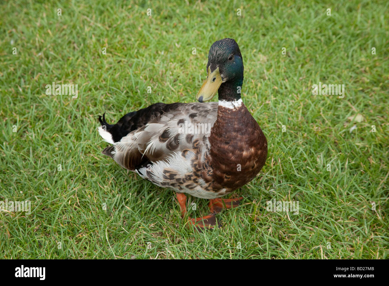 Männliche Stockente Ente (Anas Platyrhynchos) Stoke Gabriel Devon England Stockfoto