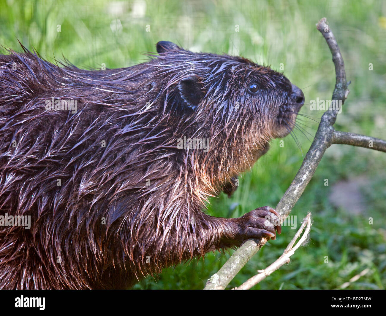 Europäischer Biber (Castor Fiber) Zweigstelle Stockfoto