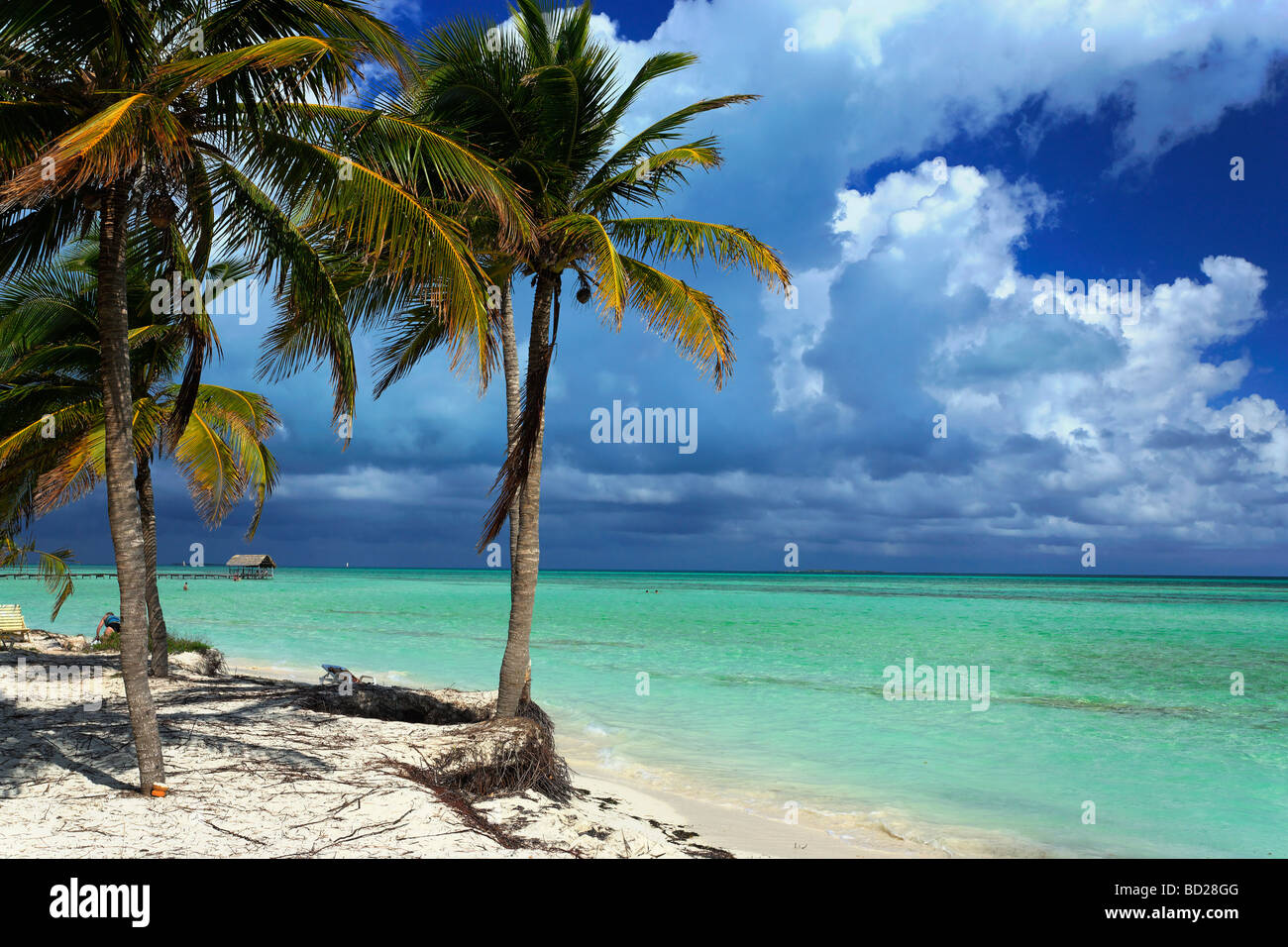 Blick auf Sandstrand mit Palmen Bäume Westindische Inseln Cayo Guillermo Ciego de Avila Kuba Stockfoto