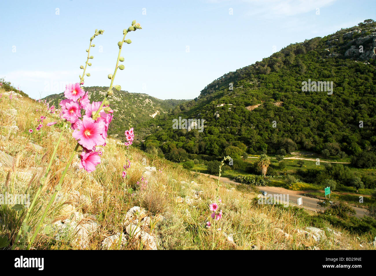 Israel-Alcea Setosa borstigen Stockrose Stockfoto